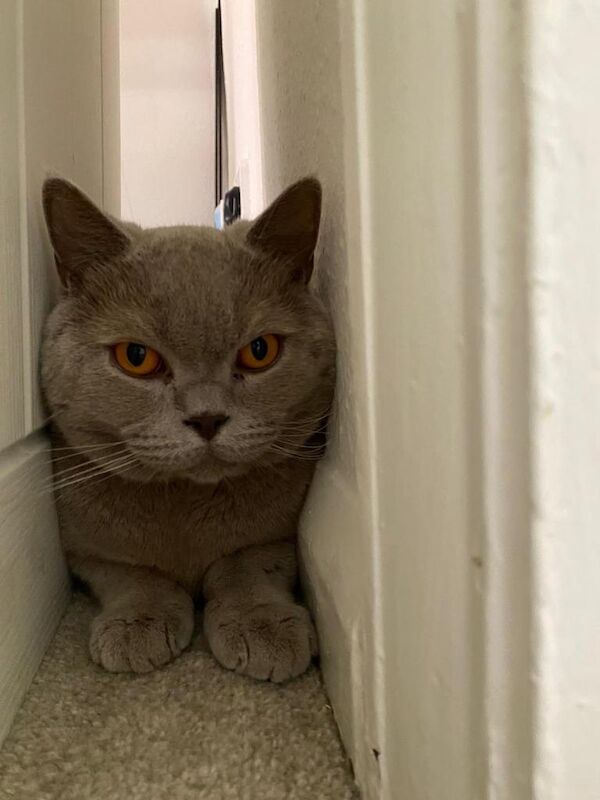 British Shorthair kittens for sale in Staines-upon-Thames, Surrey β 2 years old - Image 3 of 6