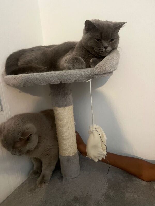 British Shorthair kittens for sale in Staines-upon-Thames, Surrey β 2 years old - Image 4 of 6