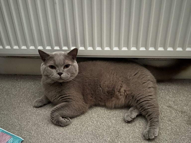 British Shorthair kittens for sale in Staines-upon-Thames, Surrey β 2 years old - Image 5 of 6