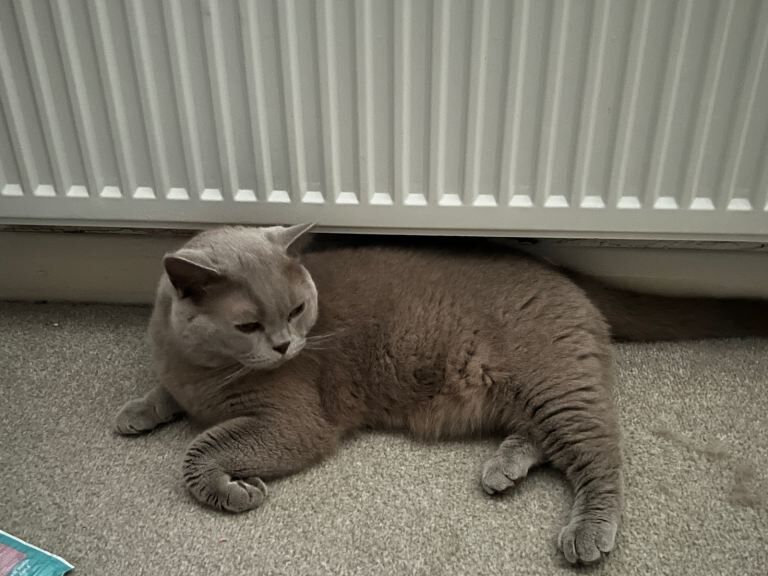 British Shorthair kittens for sale in Staines-upon-Thames, Surrey β 2 years old - Image 6 of 6
