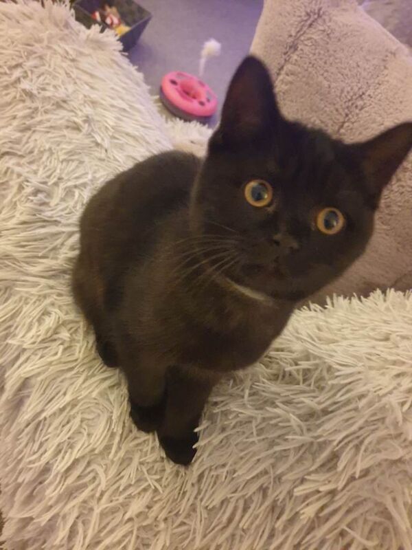 British Shorthair kittens for sale in Sheffield, South Yorkshire – 3 months old