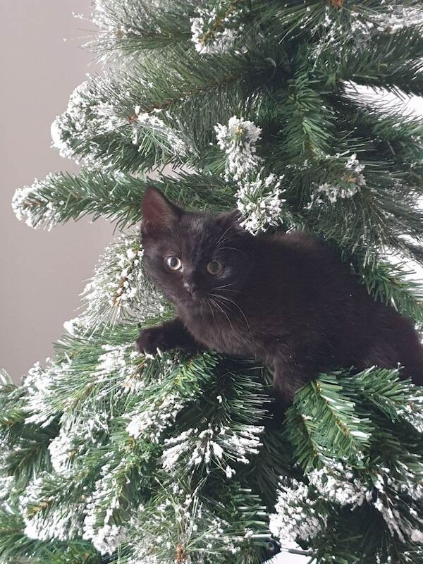 British Shorthair kittens for sale in Sheffield, South Yorkshire – 3 months old - Image 2 of 3