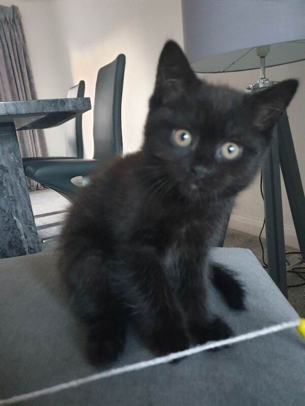 British Shorthair kittens for sale in Sheffield, South Yorkshire – 3 months old - Image 3 of 3