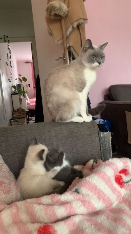 2 BSH kittens - Image 2 of 5