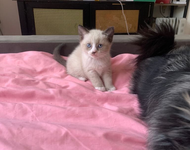 2 BSH kittens - Image 3 of 5