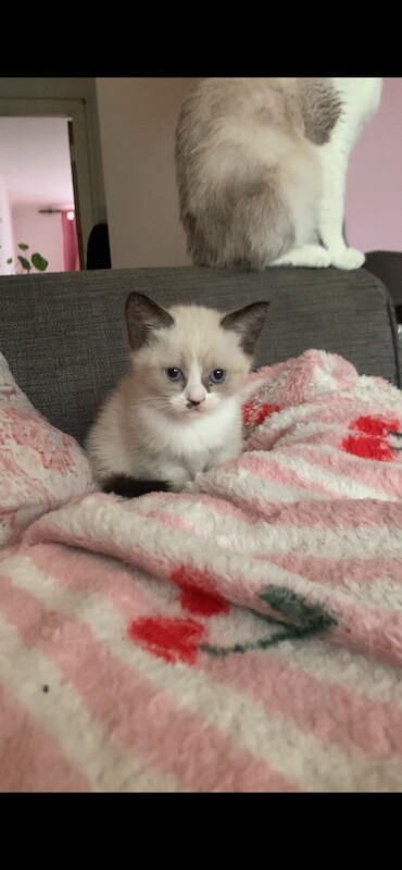 2 BSH kittens - Image 4 of 5