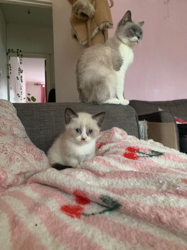 2 BSH kittens - Image 5 of 5