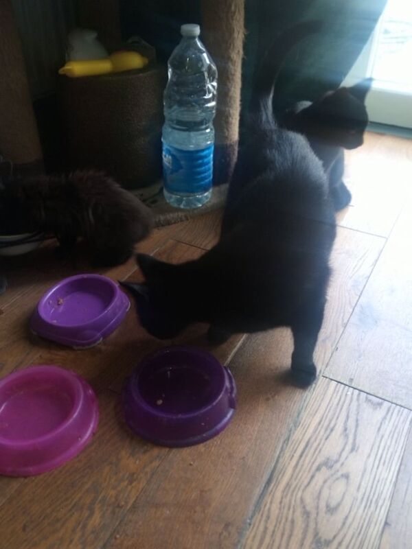 British Shorthair kittens for sale in Stanmore, Greater London – 1 year old - Image 2 of 3