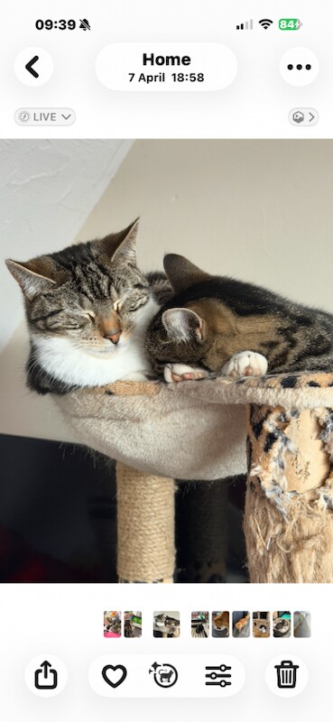 2 cats - Image 2 of 3
