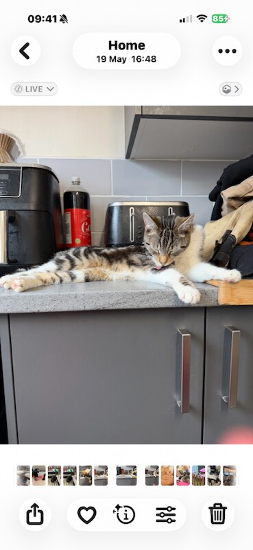 2 cats - Image 3 of 3