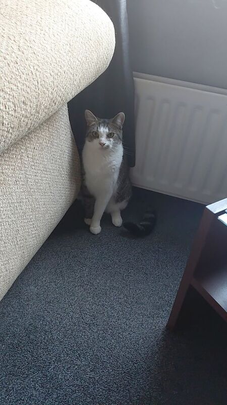 2 cats brother in sister - Image 2 of 3