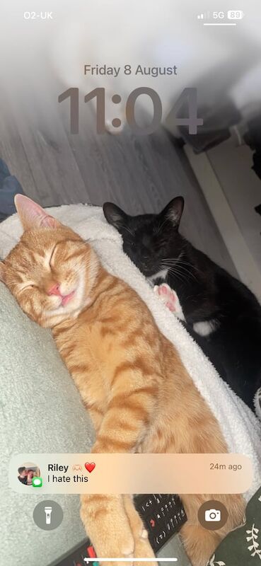 British Shorthair kittens for sale in Doncaster, South Yorkshire – 11 months old