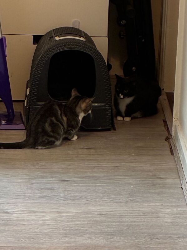 British Shorthair kittens for sale in Portsmouth, Hampshire – 2 years old