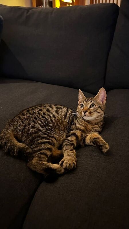 2 cats to be rehomed