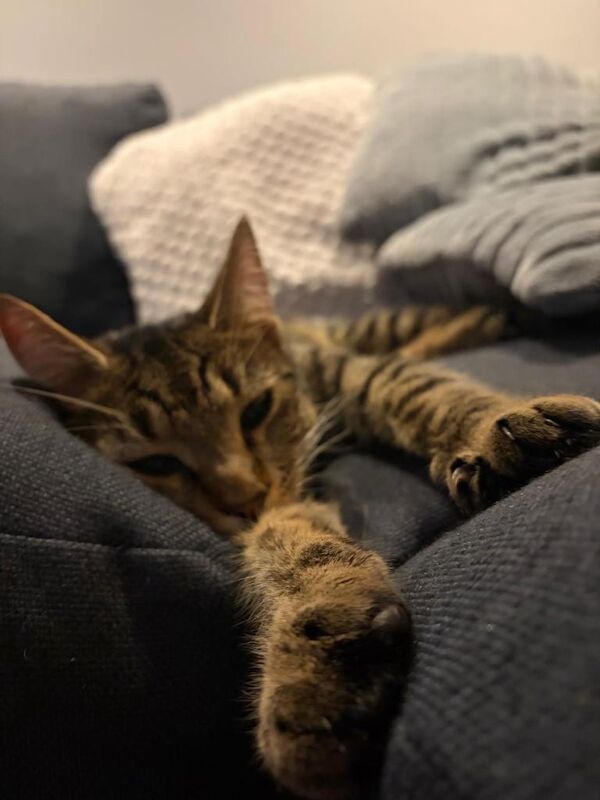 2 cats to be rehomed - Image 2 of 5