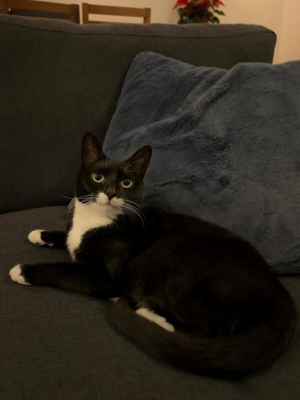 2 cats to be rehomed - Image 3 of 5