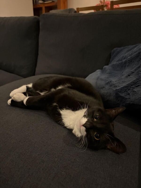 2 cats to be rehomed - Image 4 of 5