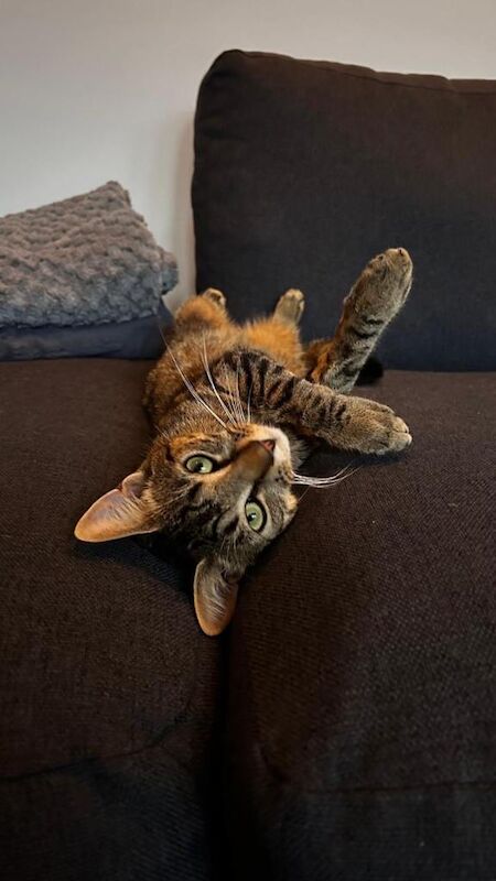 2 cats to be rehomed - Image 5 of 5