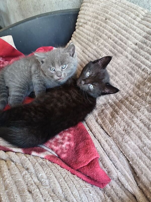 British Shorthair kittens for sale in Plymouth, Devon – 6 weeks old