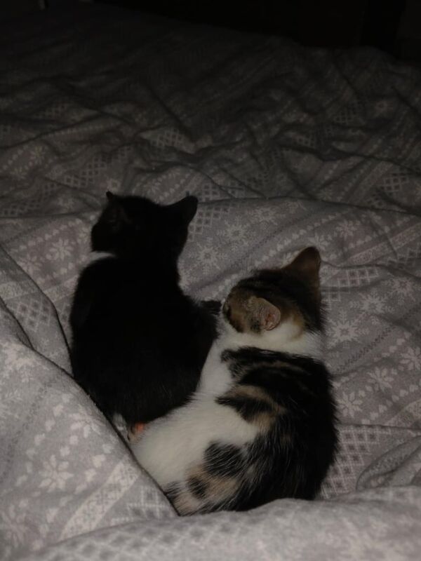 British Shorthair kittens for sale in Plymouth, Devon – 8 weeks old - Image 3 of 5