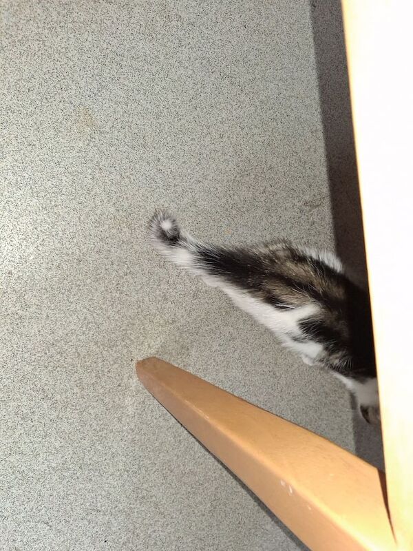 British Shorthair kittens for sale in Plymouth, Devon – 8 weeks old - Image 5 of 5