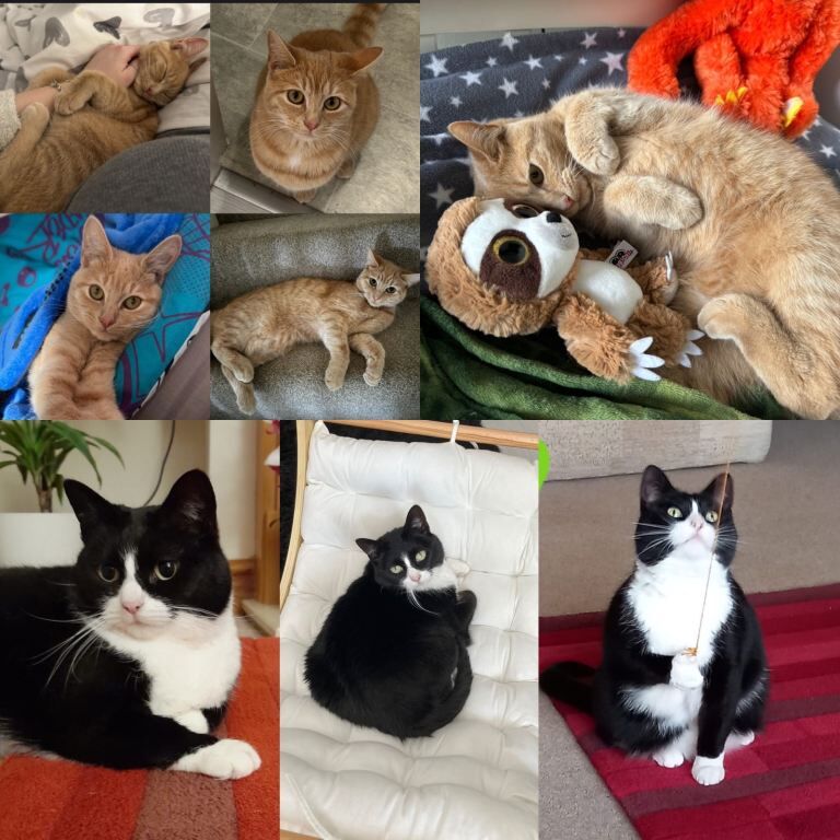 British Shorthair kittens for sale in Kingston upon Hull, East Riding of Yorkshire β 2 years old