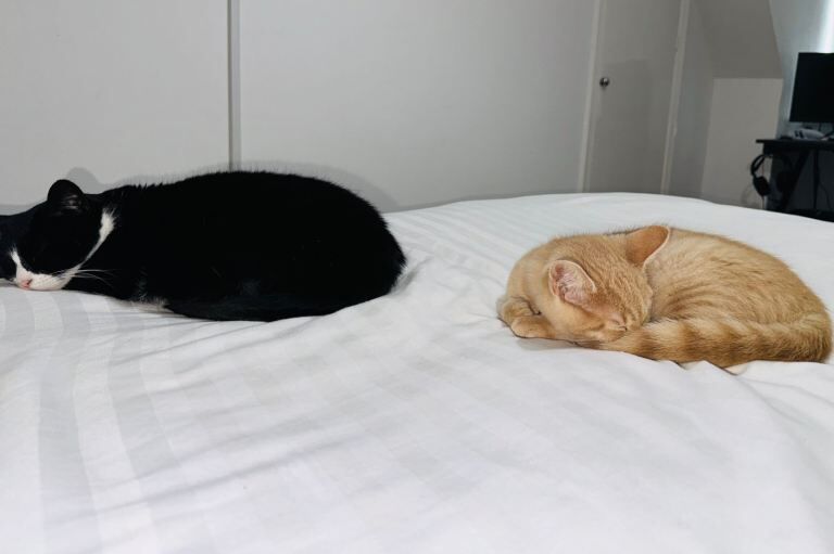 British Shorthair kittens for sale in Kingston upon Hull, East Riding of Yorkshire – 2 years old - Image 2 of 3