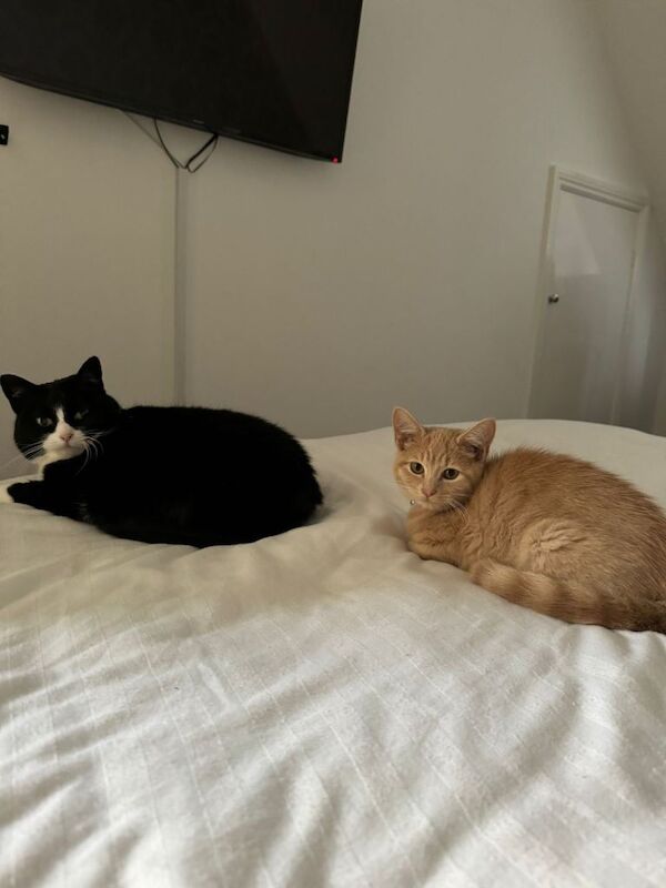 British Shorthair kittens for sale in Kingston upon Hull, East Riding of Yorkshire – 2 years old - Image 3 of 3