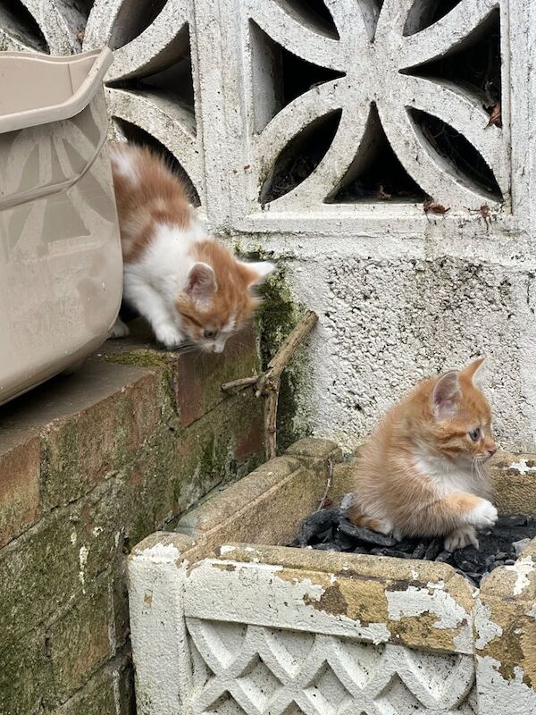 2 Female cat, 2 months for sale in Enfield, Greater London
