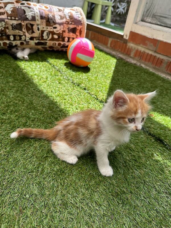 2 Female cat, 2 months for sale in Enfield, Greater London - Image 2