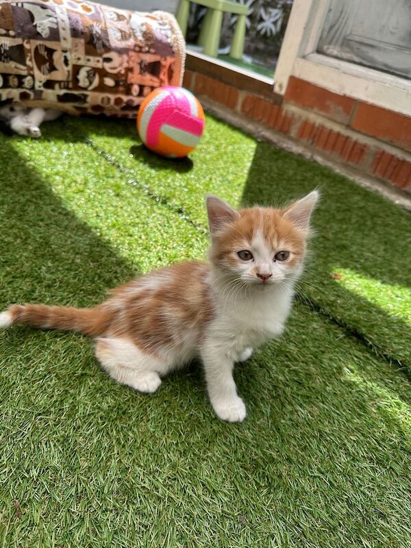 2 Female cat, 2 months for sale in Enfield, Greater London - Image 3