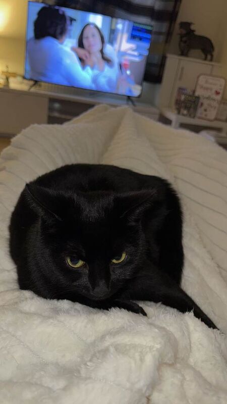 British Shorthair kittens for sale in Leigh, Manchester – 2 years old - Image 2 of 5