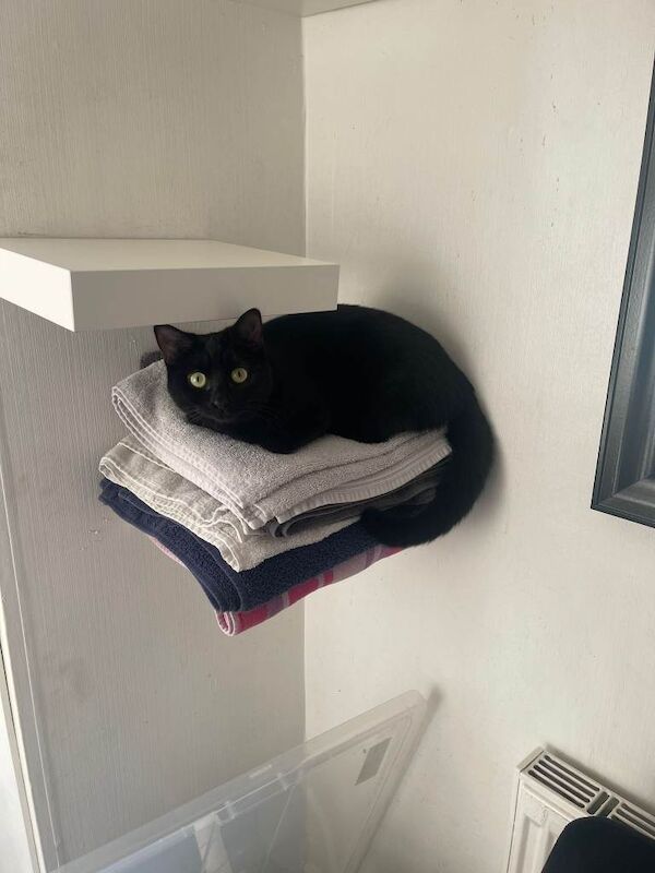 British Shorthair kittens for sale in Leigh, Manchester – 2 years old - Image 3 of 5