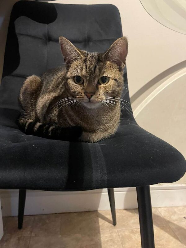 British Shorthair kittens for sale in Leigh, Manchester – 2 years old - Image 4 of 5