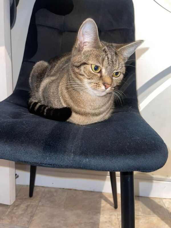 British Shorthair kittens for sale in Leigh, Manchester – 2 years old - Image 5 of 5