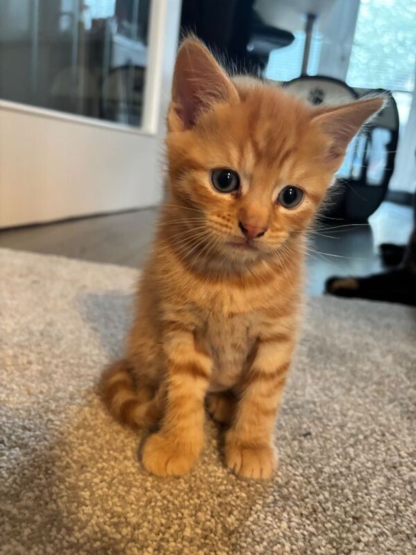 2 Female Ginger Kittens. 1 Dark Male. 2Dark female
