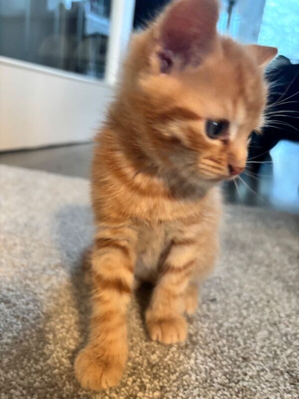 2 Female Ginger Kittens. 1 Dark Male. 2Dark female - Image 2 of 3