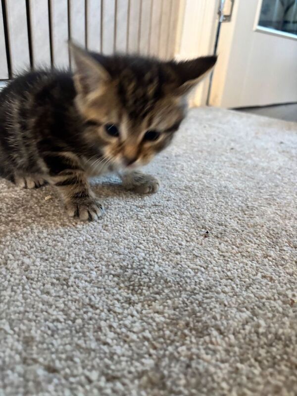 2 Female Ginger Kittens. 1 Dark Male. 2Dark female - Image 3 of 3