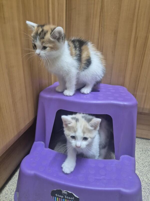 British Shorthair kittens for sale in Ledbury, Herefordshire – 8 weeks old
