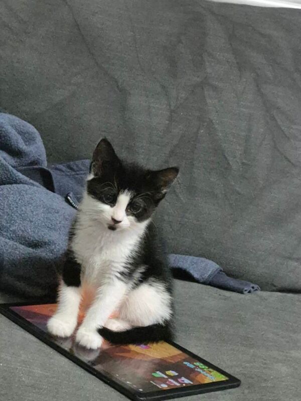 British Shorthair kittens for sale in Tower Gardens, Greater London – 8 weeks old