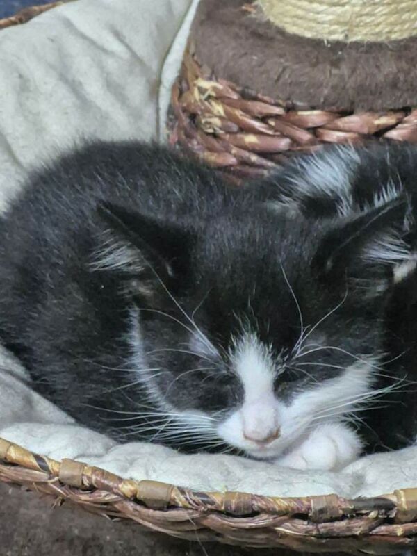 2 female kittens - Image 2 of 2