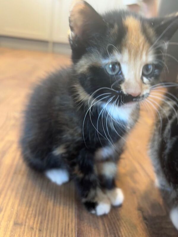 2 female kittens - Image 2 of 4
