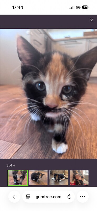 2 female kittens - Image 3 of 4