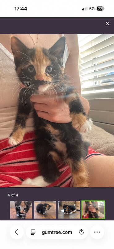 2 female kittens - Image 4 of 4
