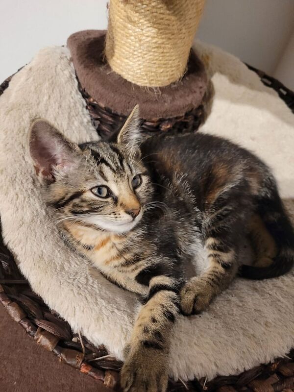 British Shorthair kittens for sale in Acton, Greater London – 10 weeks old