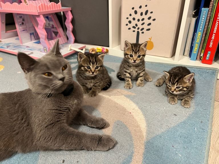2 Female Kittens for Sale