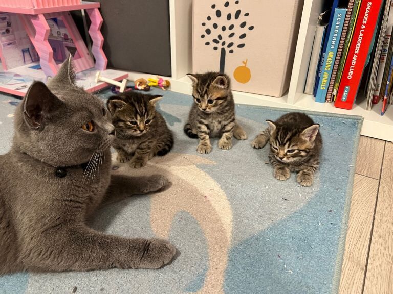 2 Female Kittens for Sale - Image 2 of 4