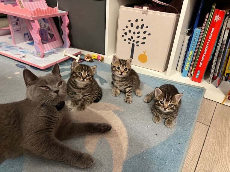 2 Female Kittens for Sale - Image 3 of 4