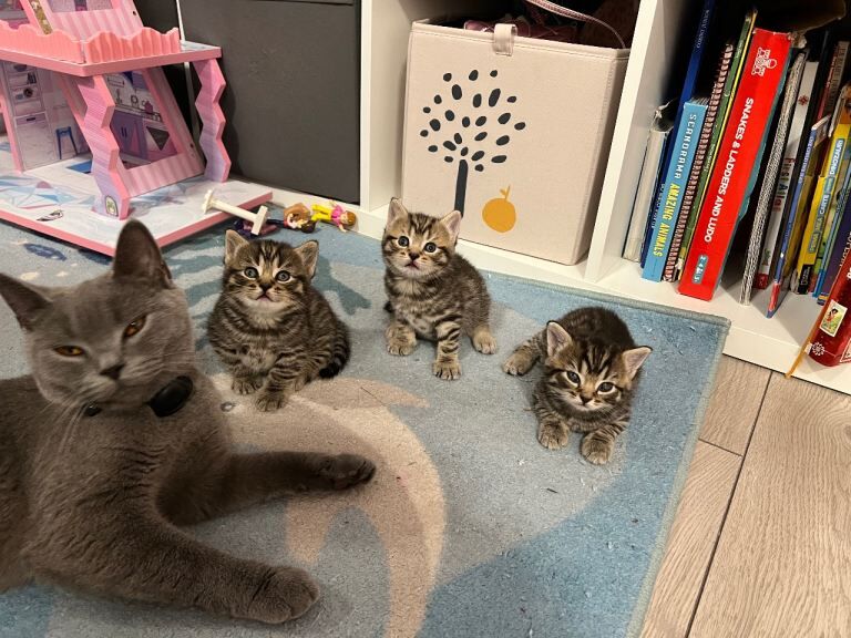 2 Female Kittens for Sale - Image 4 of 4
