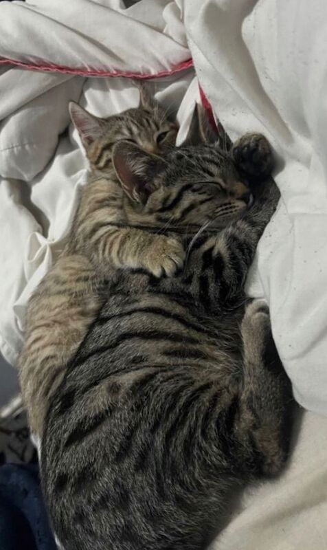 British Shorthair kittens for sale in Loughborough, Leicestershire – 3 months old